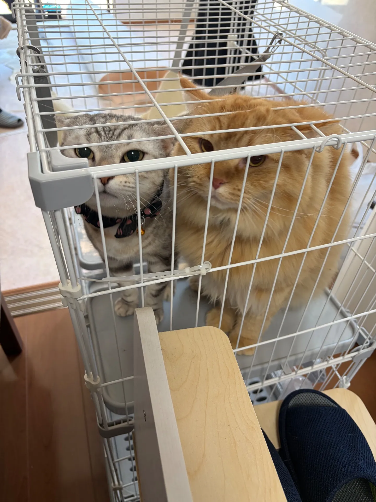 お家🏠改装中。。。