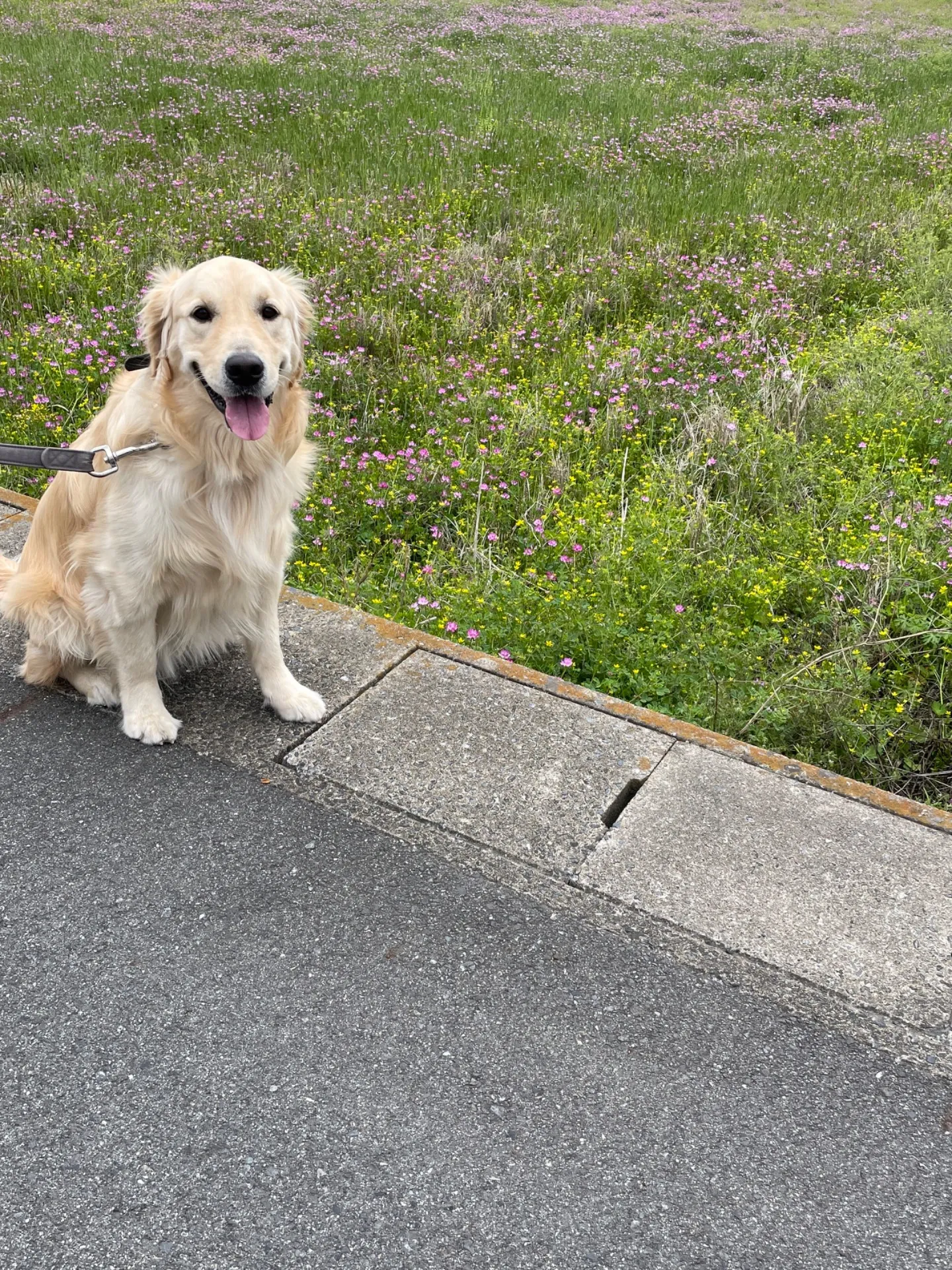 お散歩日和🐾🦮